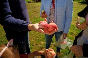 paying with apples
